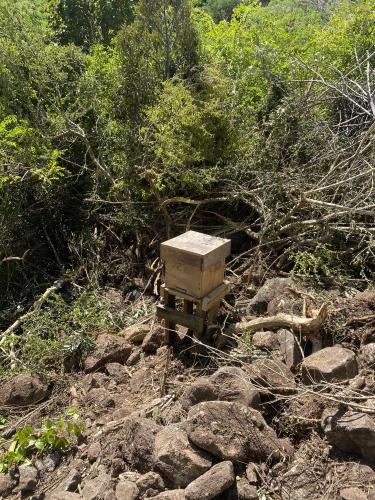 1 month - Caribbean Regenerative Foundations Intensive - Level 1 Module